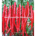 MP18 Shanghong dark green hybrid bulk pepper seeds for planting